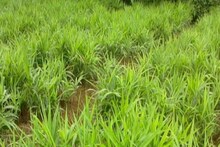 শীতে নয়, গোটা বছরই থাকে বিপুল চাহিদা!এই ব্যবসা শুরু করলে লাভ করবেন ১৫ লক্ষ টাকা