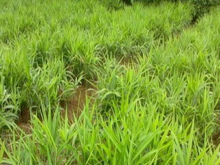 শরীরে সোডিয়ামের ভারসাম্য ঠিক রাখতে আদা চায়ের বিকল্প নেই। এই ভেষজ চা নিয়মিত পান করলে হজমশক্তি বাড়ে। শরীরের ফোলাভাব কমায়।