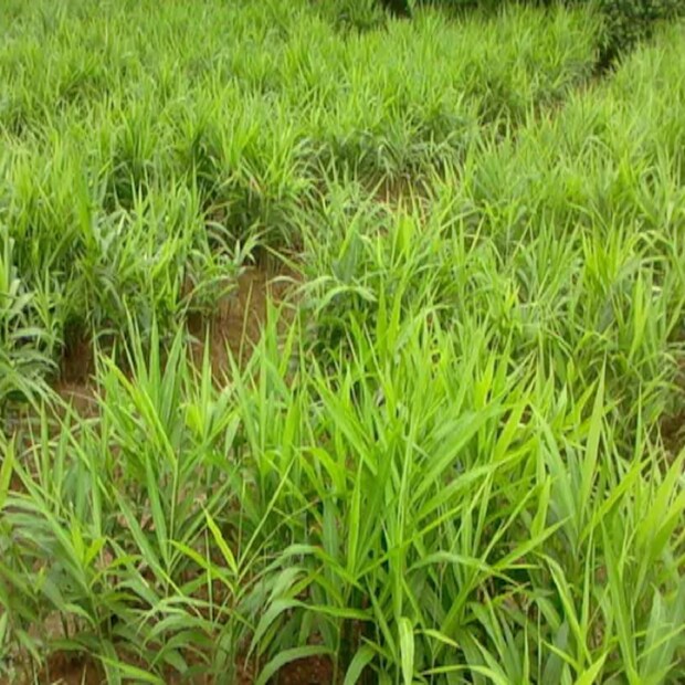 প্রয়োজনে আপনি এই গাছের চাষের সঙ্গে গম, আখ, হলুদ, আলু, ধনে, টমেটো ইত্যাদিও চাষ করতে পারেন। এমন নয় যে, যে জমিতে এই গাছ লাগাবেন, সেখানে শুধু এই গাছই চাষ করতে হবে। যার ফলে ডবল মুনাফার সুযোগ। এক্ষেত্রে খেয়াল রাখতে হবে যাতে দুটি গাছের মধ্যেকার দূরত্ব ১২ থেকে ১৫ ফুট হয়। আর এই মাঝের জায়গার মধ্যে আপনি অন্য কোন ফসল অনায়াসেই চাষ করতে পারবেন।