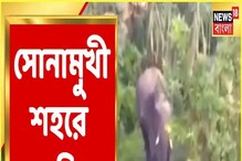 Video: Bankura-র Sonamukhi শহরে দাপিয়ে বেড়াল হাতির দল, দেখুন Video: Bankura-র Sonamukhi শহরে দাপিয়ে বেড়াল হাতির দল, দেখুন