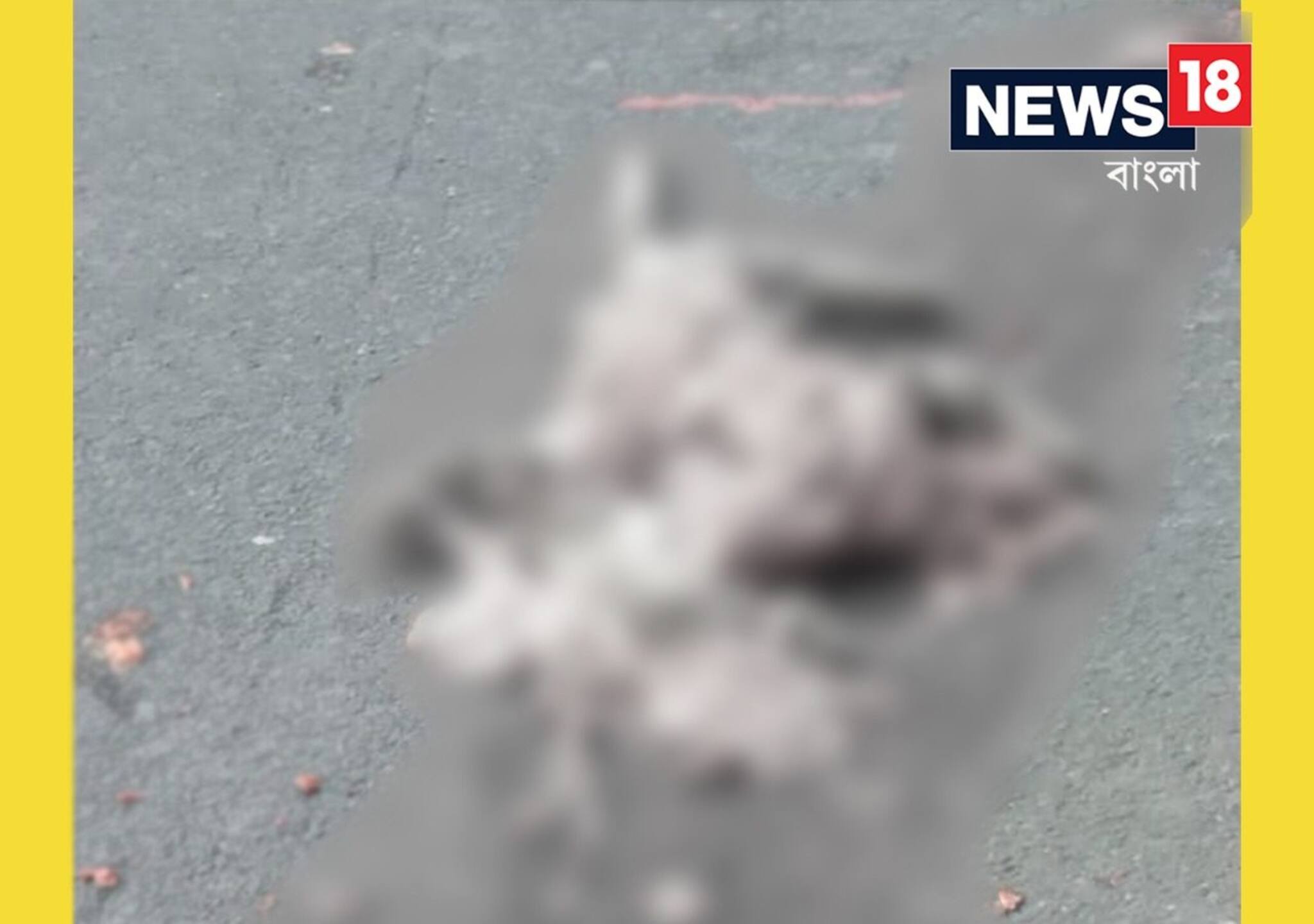 Bangla News: শিলিগুড়িতে ফের বেপরোয়া গতির বলি লেপার্ড, জাতীয় সড়কে উদ্ধার ছিন্নবিচ্ছিন্ন দেহ!