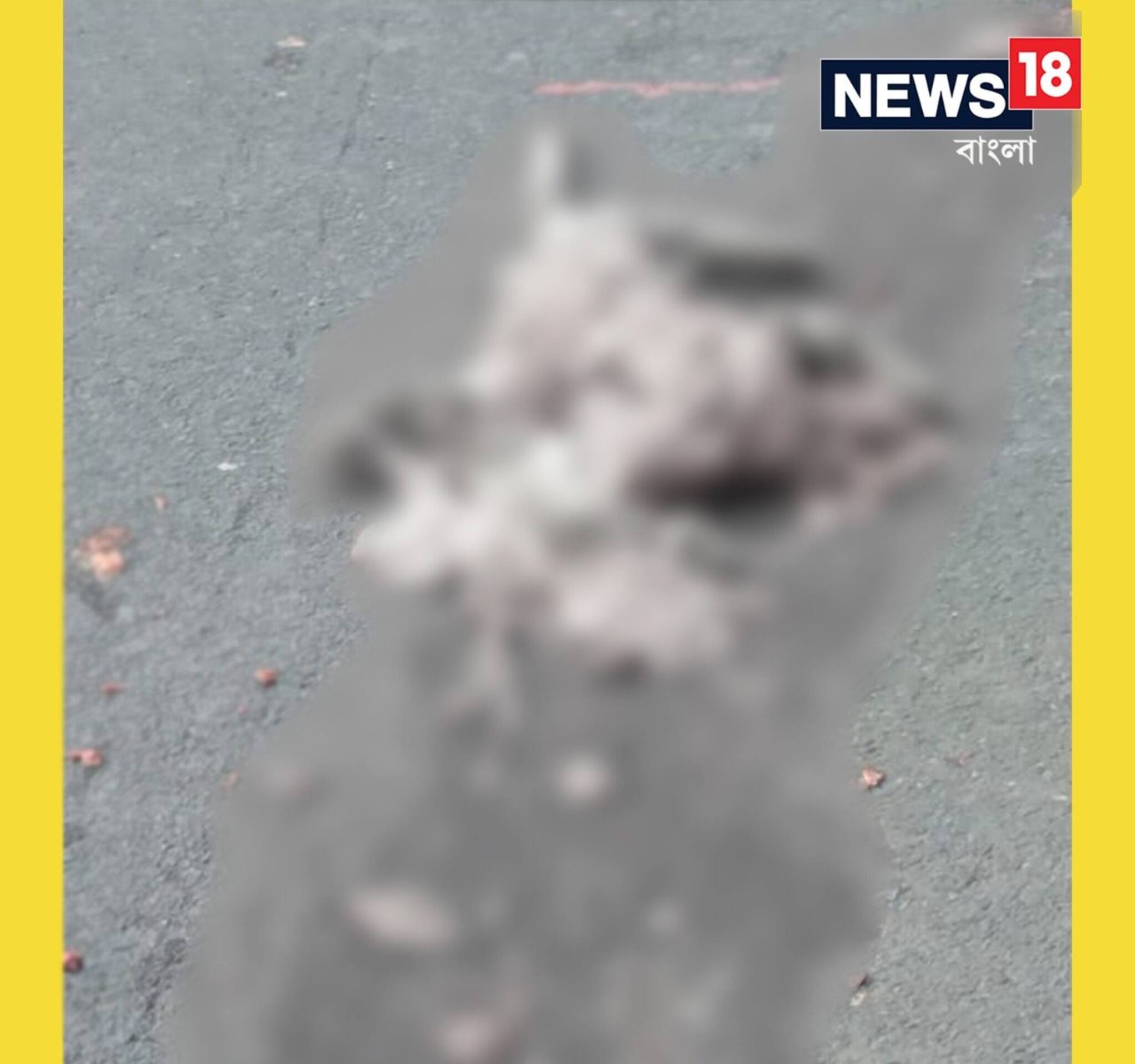 Bangla News: শিলিগুড়িতে ফের বেপরোয়া গতির বলি লেপার্ড, জাতীয় সড়কে উদ্ধার ছিন্নবিচ্ছিন্ন দেহ!
