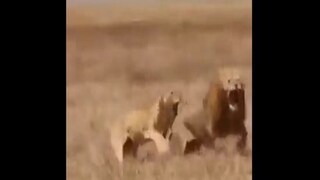 lion attacked by 2 lioness - Photo Courtesy- Twitter/Video Grab 