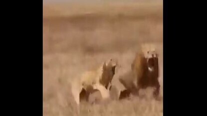 lion attacked by 2 lioness - Photo Courtesy- Twitter/Video Grab lion attacked by 2 lioness - Photo Courtesy- Twitter/Video Grab