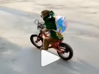  Viral Video: monkey waering school uniform cycling in road- photo Courtesy- Instagram/ Video Grab 