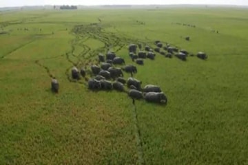 ধানক্ষেতে ৫০ হাতির তাণ্ডব ক্যামেরাবন্দি আকাশে ড্রোনপথে