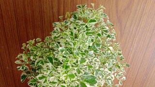 ডেভিস কলেজ অফ এগ্রিকালচারের অধ্যাপক জিয়াং এ বিষয়ে একটি সমীক্ষা করেছিলেন। ডেভিস কলেজ অফ এগ্রিকালচারের অধ্যাপক জিয়াং এ বিষয়ে একটি সমীক্ষা করেছিলেন।