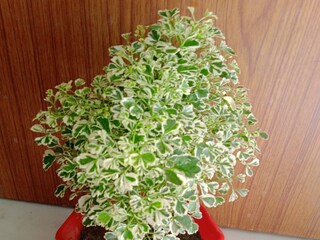 ডেভিস কলেজ অফ এগ্রিকালচারের অধ্যাপক জিয়াং এ বিষয়ে একটি সমীক্ষা করেছিলেন।