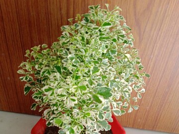 ডেভিস কলেজ অফ এগ্রিকালচারের অধ্যাপক জিয়াং এ বিষয়ে একটি সমীক্ষা করেছিলেন।