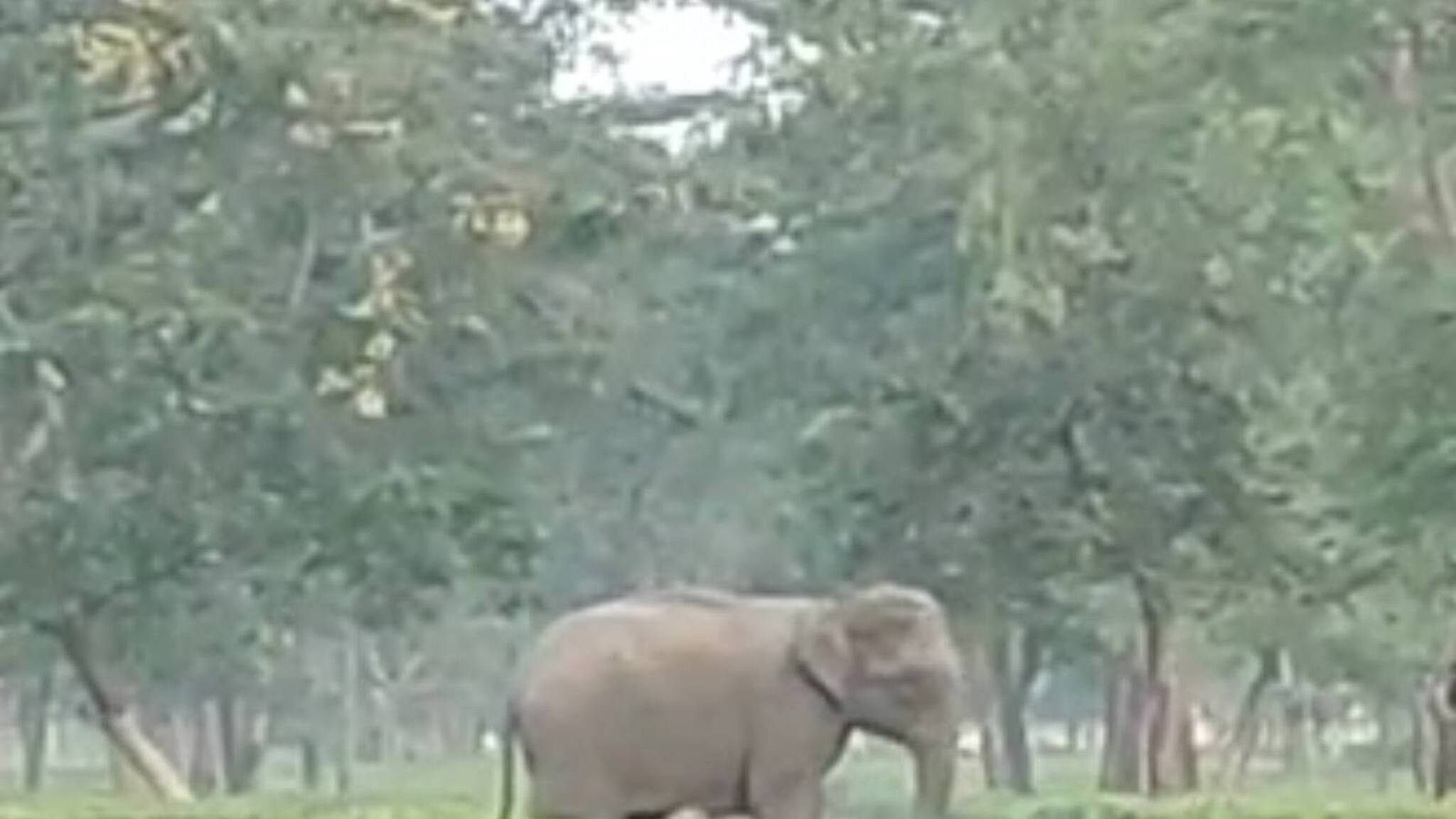 Siliguri Elephant Cub : লোকালয়েই তীব্র প্রসববেদনা, জঙ্গলে ফেরার পথে চাবাগানের কাছে শাবকের জন্ম দিল হস্তিনী