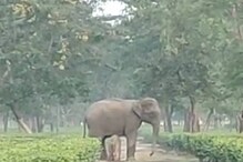 লোকালয়েই তীব্র প্রসববেদনা, বনে ফেরার পথে চাবাগানের কাছে শাবকের জন্ম দিল হস্তিনী লোকালয়েই তীব্র প্রসববেদনা, বনে ফেরার পথে চাবাগানের কাছে শাবকের জন্ম দিল হস্তিনী