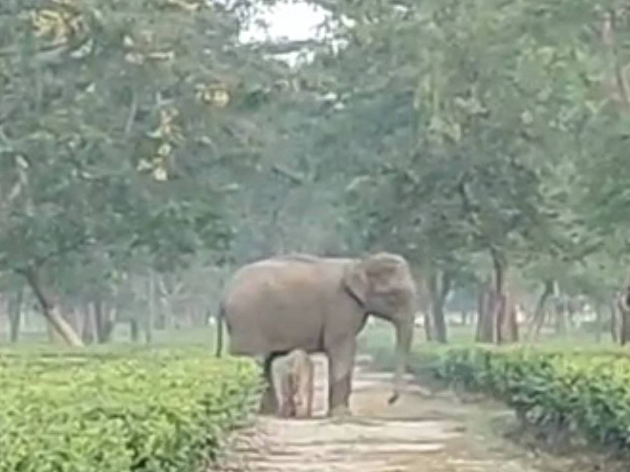 Siliguri Elephant Cub : লোকালয়েই তীব্র প্রসববেদনা, জঙ্গলে ফেরার পথে চাবাগানের কাছে শাবকের জন্ম দিল হস্তিনী