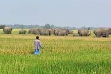 ৪৮ টি হাতির হানায় তছনছ ফসল, বন দফতরের কর্মীদের সঙ্গে বিবাদ ক্ষুব্ধ কৃষকদের ৪৮ টি হাতির হানায় তছনছ ফসল, বন দফতরের কর্মীদের সঙ্গে বিবাদ ক্ষুব্ধ কৃষকদের
