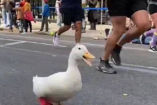 Duck in Marathon : সবথেকে আকর্ষণীয় তার লাল জুতোজোড়াও