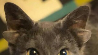 চার মাস বয়সি এই বিড়ালছানার নাম ‘মিডাস’ (Midas)