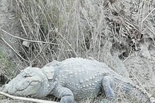 ফের কালনার গঙ্গায় দেখা মিলল কুমিরের, এ বার সরীসৃপের গতির অভিমুখ হুগলির দিকে ফের কালনার গঙ্গায় দেখা মিলল কুমিরের, এ বার সরীসৃপের গতির অভিমুখ হুগলির দিকে
