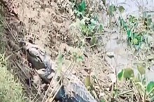 জলে কুমির, আতঙ্কে গঙ্গাস্নান বন্ধ রেখেছেন কালনা পূর্বস্থলীর বাসিন্দারা