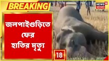 ফের হাতির মৃত্যু Jalpaiguri-তে, ধানখেত থেকে উদ্ধার দেহ ফের হাতির মৃত্যু Jalpaiguri-তে, ধানখেত থেকে উদ্ধার দেহ