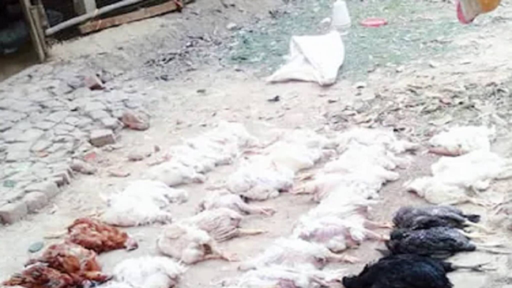 Chickens Died of Heart Attack: ডিজের আওয়াজে হার্ট অ্যাটাকে মারা গেল ৬৩ মুরগি; ফার্ম মালিকের এফআইআর দায়ের!