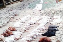 ডিজের আওয়াজে হার্ট অ্যাটাকে মারা গেল ৬৩ মুরগি; ফার্ম মালিকের এফআইআর দায়ের! ডিজের আওয়াজে হার্ট অ্যাটাকে মারা গেল ৬৩ মুরগি; ফার্ম মালিকের এফআইআর দায়ের!