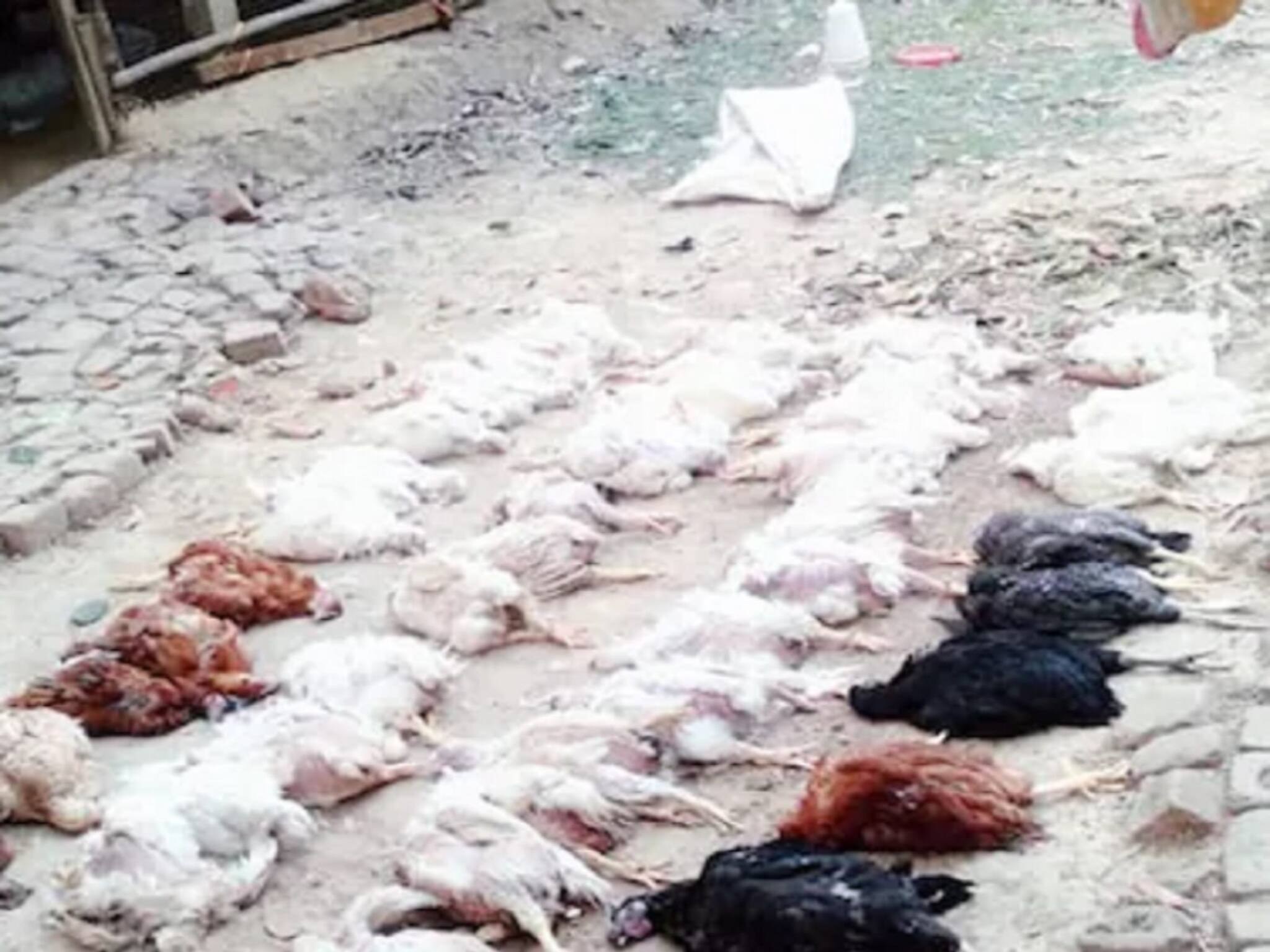 Chickens Died of Heart Attack: ডিজের আওয়াজে হার্ট অ্যাটাকে মারা গেল ৬৩ মুরগি; ফার্ম মালিকের এফআইআর দায়ের!