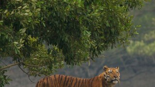 প্রতীকী ছবি৷ Photo-PTI