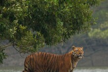 বাঘের সঙ্গে লড়াই করে জখম মৎস্যজীবীকে ফিরিয়ে আনল দুই সঙ্গী বাঘের সঙ্গে লড়াই করে জখম মৎস্যজীবীকে ফিরিয়ে আনল দুই সঙ্গী