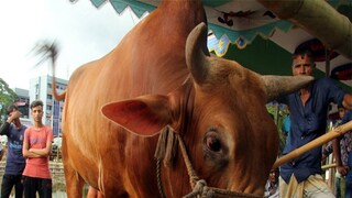 বিরল রোগে আক্রান্ত প্রাণীবন্ধুরা (প্রতীকী ছবি)