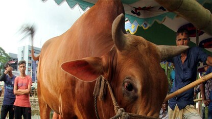 বিরল রোগে আক্রান্ত প্রাণীবন্ধুরা (প্রতীকী ছবি) বিরল রোগে আক্রান্ত প্রাণীবন্ধুরা (প্রতীকী ছবি)