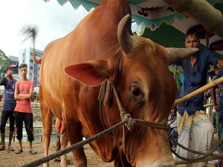 বিরল রোগে আক্রান্ত প্রাণীবন্ধুরা (প্রতীকী ছবি)