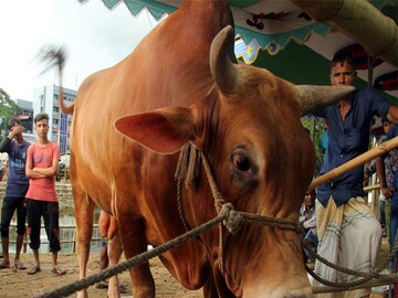 বিরল রোগে আক্রান্ত প্রাণীবন্ধুরা (প্রতীকী ছবি)