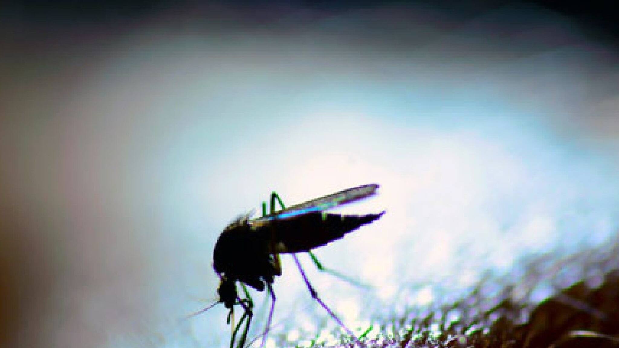 Dengue Fever: ডেঙ্গুর জ্বরে কাবু হয়ে পড়েছেন? আয়ুর্বেদিক টোটকায় দ্রুত সুস্থ হয়ে উঠুন