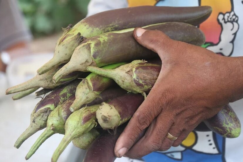 বিভিন্ন প্রজাতির বেগুন (Brinjal) হয়৷ তাদের রক্ষণাবেক্ষণ করার আলাদা আলাদা ধরণ হয়৷ এই চাষ ৮ থেকে ১২ মাসের মধ্যে হয়৷ বেগুন চাষে মোটা মুনাফা হওয়া সম্ভব৷ তার আগে আপনাকে দেখতে হবে আপনার এলাকায় কোন বেগুন বিক্রি হয়৷ তাই বেগুন চাষের আগে একটু রিসার্চ করে দেখে নিতে হবে৷ তারপর স্থির করতে হবে সেই প্রজাতির বেগুনই আপনি চাষ করবেন৷ Photo- Representative 