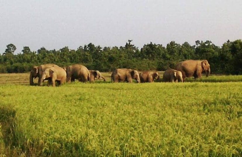 হাতির দলকে সরিয়ে কী ভাবে ধান আদায় করা যাবে তা বিশেষ চিন্তার ব্যাপার হয়ে উঠেছে কৃষকদের কাছে। তবে হাতিগুলোকে ধান জমিতে দেখা গেলেও তারা এখনও লোকালয়ে সেভাবে হামলা চালায়নি বলে স্থানীয় বাসিন্দারা জানিয়েছেন।