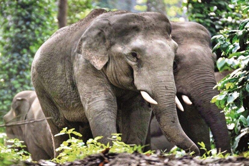 একটি-দুটি নয়, এক পাল হাতি দাপিয়ে বেড়াচ্ছে পাকা ধানের জমিতে। বৃহস্পতিবার সকালে এই দৃশ্য দেখেই চোখ কপালে ওঠে স্থানীয় বাসিন্দাদের। এলাকায় হাতির দলের আসার খবর ছড়িয়ে পড়তেই দলে দলে উৎসাহী বাসিন্দা হাতির দল দেখতে ভিড় করে। রাতারাতি এলাকায় হাতির দল ঢোকার ঘটনা এখন পূর্ব বর্ধমানের গলসিতে রীতিমতো আলোচনার বিষয় হয়ে উঠেছে।