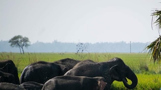 হাতির পাল আবার য়ুইপে আসবে না তো? এখনও উদ্বেগে পূর্ব বর্ধমানের বাসিন্দারা 