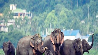 Elephant's new corridor will be Purba Bardhaman District- Photo- PTI 