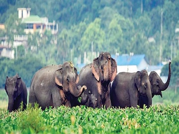 Elephant's new corridor will be Purba Bardhaman District- Photo- PTI 