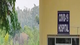 জলপাইগুড়ি শহরে হাতির হানা!