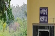 কোভিড হাসপাতালে হাতির হানা, জারি ১৪৪ ধারা! বেনজির দৃশ্য জলপাইগুড়ি শহরে কোভিড হাসপাতালে হাতির হানা, জারি ১৪৪ ধারা! বেনজির দৃশ্য জলপাইগুড়ি শহরে