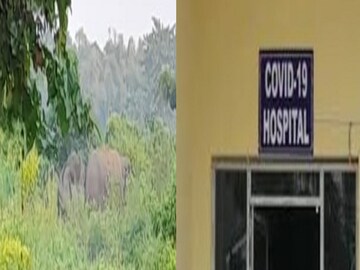 জলপাইগুড়ি শহরে হাতির হানা!