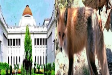 বিধানসভায় শিয়াল-কাণ্ড নিয়ে অভিযোগ, আতঙ্কে ঘরবন্দি হরিশ্চন্দ্রপুর বিধানসভায় শিয়াল-কাণ্ড নিয়ে অভিযোগ, আতঙ্কে ঘরবন্দি হরিশ্চন্দ্রপুর