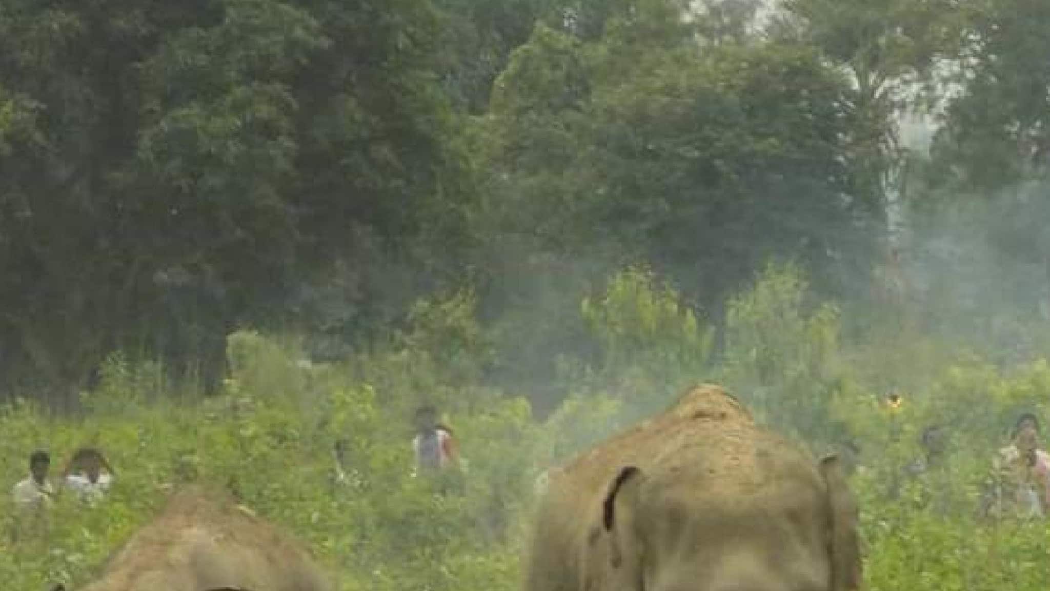 Elephant: বারো দিন মাত্র বয়স! হস্তি শাবকের হাঁটাচলা, শৃঙ্খলাবোধ দেখে অবাক বহু মানুষ