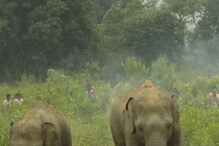 বারো দিন মাত্র বয়স! হস্তি শাবকের হাঁটাচলা, শৃঙ্খলাবোধ দেখে অবাক বহু মানুষ বারো দিন মাত্র বয়স! হস্তি শাবকের হাঁটাচলা, শৃঙ্খলাবোধ দেখে অবাক বহু মানুষ