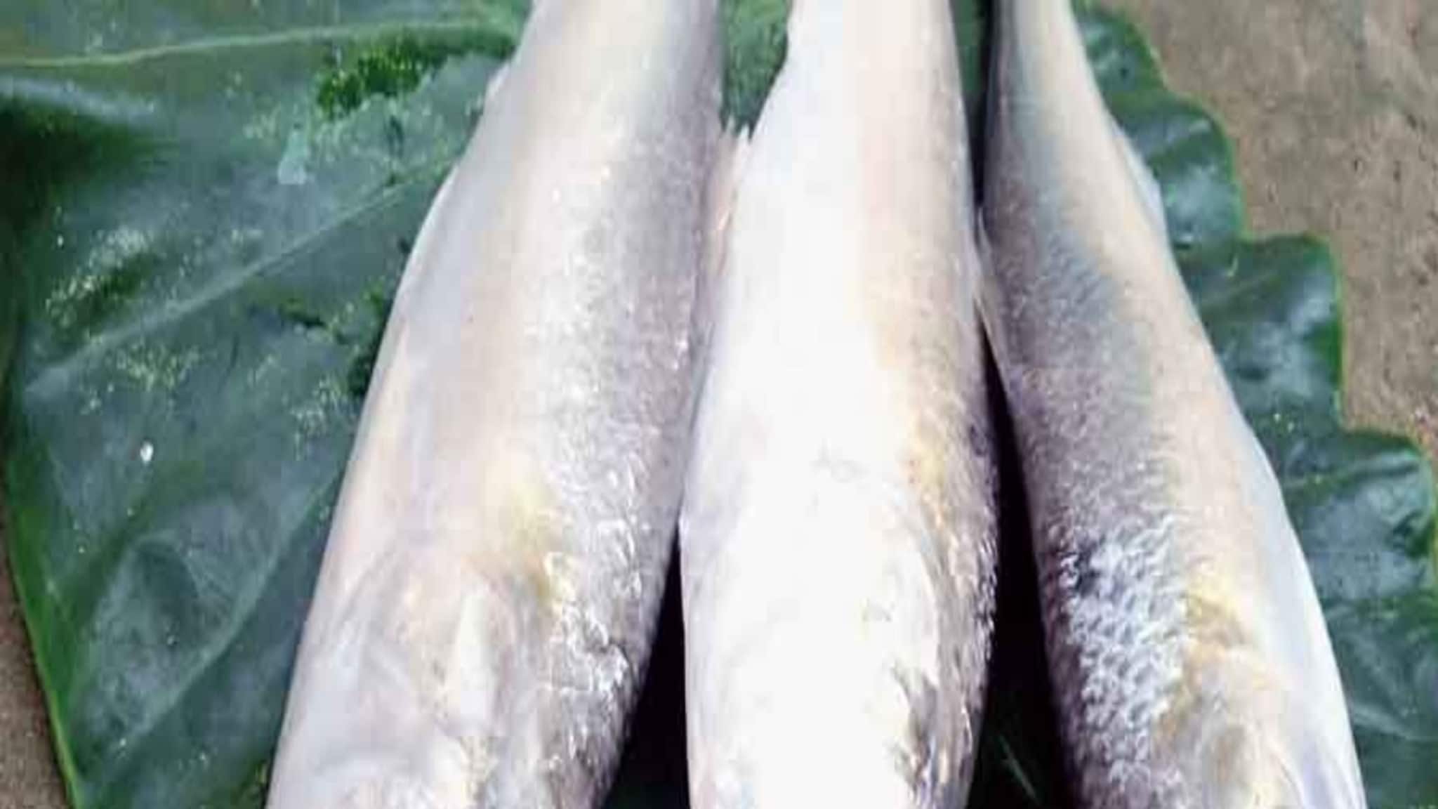 Bangladesh News: গঙ্গা-পদ্মা নয়! 'তাদের' দেখা মিলল মানসাই নদীতে, চওড়া হাসি মৎস্যজীবীদের মুখে...