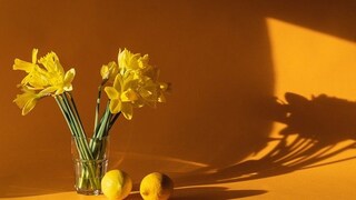 ঘরে ইনডোর প্ল্য়ান্ট লাগান। এতে সৌন্দর্য বাড়বে, আপনার মনও ভাল থাকবে।