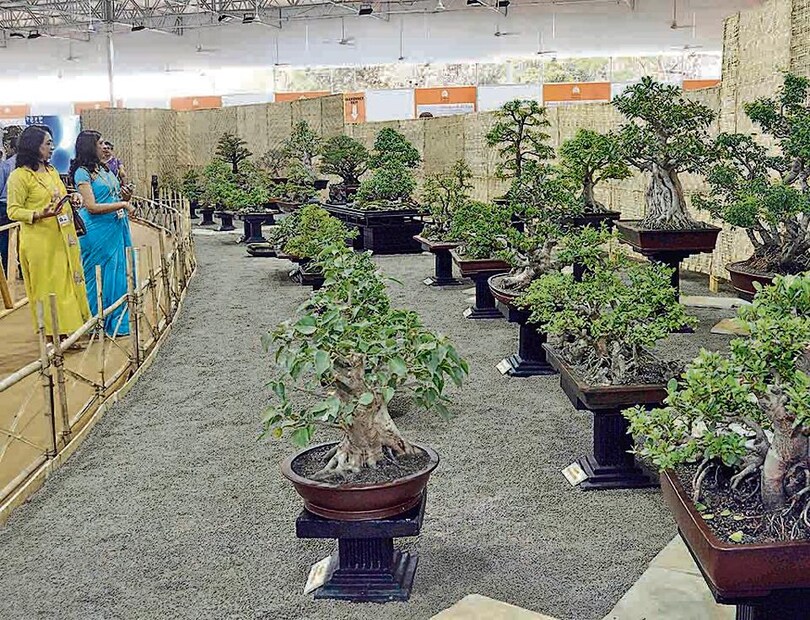 করোনাকালে ঘরে বসেই শুরু করতে পারেন বনসাই গাছের (Bonsai tree business) ব্যবসা। বর্তমানে ঘর সাজানো হোক, বাস্তুগত কারণ বা ঔষধিগুণ, বনসাই গাছের চাহিদা ব্যাপকভাবে বৃদ্ধি পেয়েছে। শুধু তাই নয়, এই ব্যবসা শুরু করলে সাহায্য মিলবে সরকারের তরফ থেকেও।