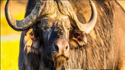 viral video viral video