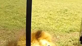 Photo: Screengrab Photo: Screengrab