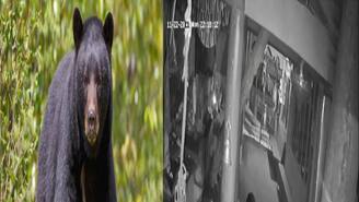 মন্দিরে 'পুজো' দিচ্ছে হিমালয়ের কালো ভালুক! টাইগার হিলের বিরল দৃশ্য মিস করবেন না